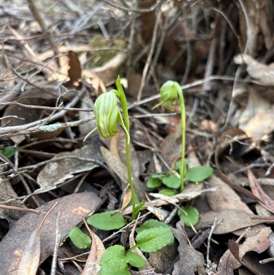 Pterostylis nutans (Nodding Greenhood) at Acton, ACT - 17 Sep 2025 by LeahColebrook