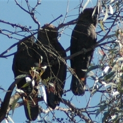 Calyptorhynchus lathami lathami (Glossy Black-Cockatoo) at Windellama, NSW - 4 Nov 2018 by GITM3