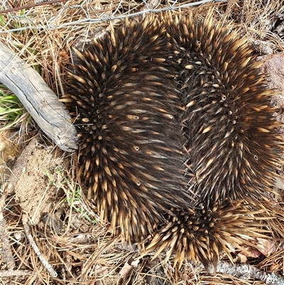 Tachyglossus aculeatus (Short-beaked Echidna) at Penrose, NSW - 19 Sep 2025 by Aussiegall