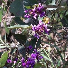 Hardenbergia violacea at Beechworth, VIC - 19 Sep 2025 by KylieWaldon