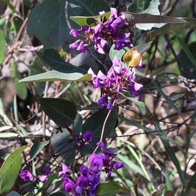 Hardenbergia violacea at Beechworth, VIC - 19 Sep 2025 by KylieWaldon