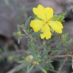 Hibbertia riparia by KylieWaldon