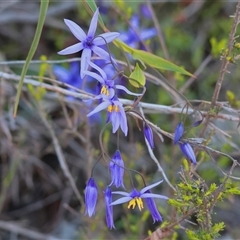 Stypandra glauca by KylieWaldon