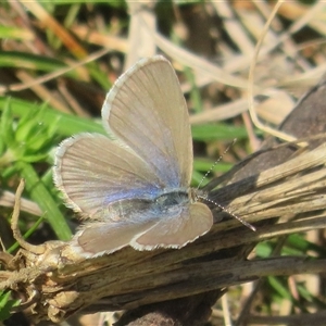 Zizina otis (Common Grass-Blue) at Strathnairn, ACT - 19 Sep 2025 by Christine