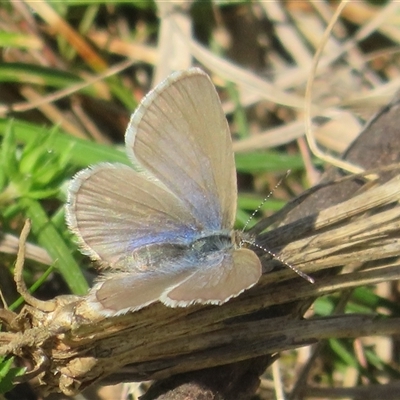 Zizina otis (Common Grass-Blue) at Strathnairn, ACT - 19 Sep 2025 by Christine