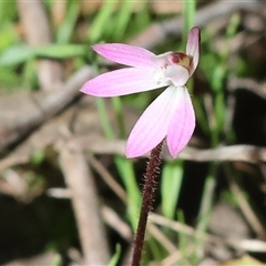 Caladenia carnea (Pink Fingers) at Chiltern, VIC - 19 Sep 2025 by KylieWaldon