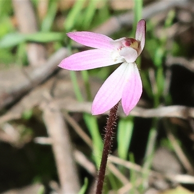 Caladenia carnea (Pink Fingers) at Chiltern, VIC - 19 Sep 2025 by KylieWaldon