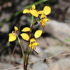 Diuris pardina (Leopard Doubletail) at Beechworth, VIC - 19 Sep 2025 by KylieWaldon
