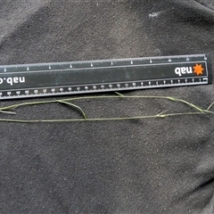 Microlaena stipoides at Shannondale, NSW - 24 Apr 2025 by PEdwards