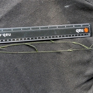 Microlaena stipoides at Shannondale, NSW - 24 Apr 2025 by PEdwards