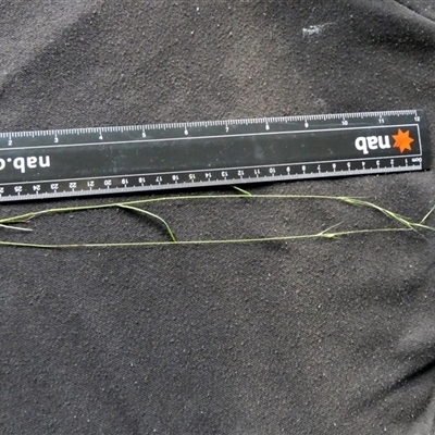Microlaena stipoides at Shannondale, NSW - 24 Apr 2025 by PEdwards