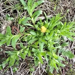 Leptorhynchos squamatus at Isaacs, ACT - 19 Sep 2025 by Mike
