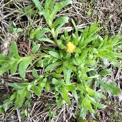 Leptorhynchos squamatus at Isaacs, ACT - 19 Sep 2025 by Mike