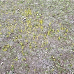 Drosera (genus) at Isaacs, ACT - 19 Sep 2025 by Mike