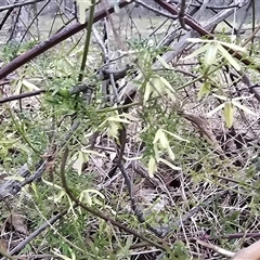 Clematis leptophylla (Small-leaf Clematis, Old Man's Beard) at Isaacs, ACT - 19 Sep 2025 by Mike