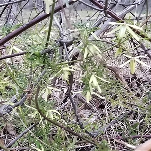 Clematis leptophylla (Small-leaf Clematis, Old Man's Beard) at Isaacs, ACT - 19 Sep 2025 by Mike