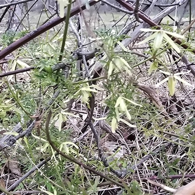 Clematis leptophylla (Small-leaf Clematis, Old Man's Beard) at Isaacs, ACT - 19 Sep 2025 by Mike