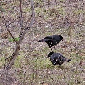 Corcorax melanorhamphos (White-winged Chough) at Isaacs, ACT - 19 Sep 2025 by Mike