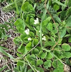 Trifolium subterraneum (Subterranean Clover) at Isaacs, ACT - 19 Sep 2025 by Mike