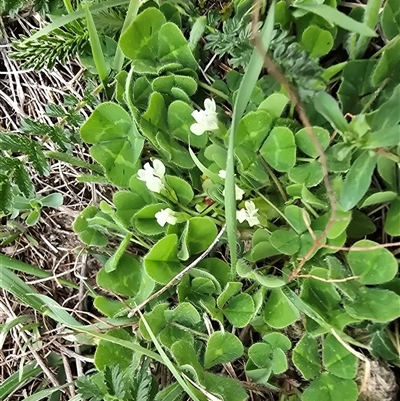Trifolium subterraneum (Subterranean Clover) at Isaacs, ACT - 19 Sep 2025 by Mike