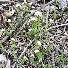 Asperula conferta (Common Woodruff) at Isaacs, ACT - 19 Sep 2025 by Mike