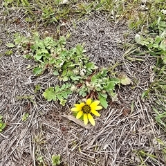 Arctotheca calendula (Capeweed, Cape Dandelion) at Isaacs, ACT - 19 Sep 2025 by Mike