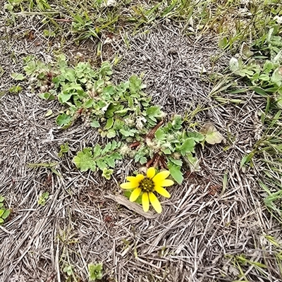 Arctotheca calendula (Capeweed, Cape Dandelion) at Isaacs, ACT - 19 Sep 2025 by Mike