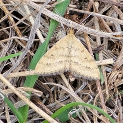 Scopula rubraria (Reddish Wave, Plantain Moth) at Isaacs, ACT - 19 Sep 2025 by Mike