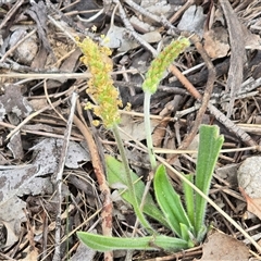 Plantago varia (Native Plaintain) at Fadden, ACT - 19 Sep 2025 by Mike