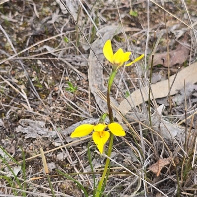 Diuris chryseopsis (Golden Moth) at Fadden, ACT - 19 Sep 2025 by Mike