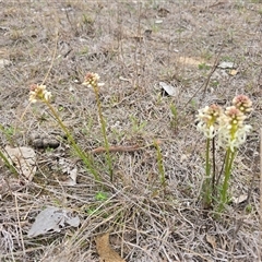 Stackhousia monogyna (Creamy Candles) at Fadden, ACT - 19 Sep 2025 by Mike