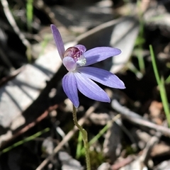 Caladenia caerulea (Blue Fingers, Blue Fairies) at Chiltern, VIC - 19 Sep 2025 by KylieWaldon