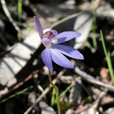 Caladenia caerulea (Blue Fingers, Blue Fairies) at Chiltern, VIC - 19 Sep 2025 by KylieWaldon