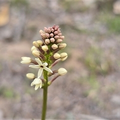 Stackhousia monogyna (Creamy Candles) at Fadden, ACT - 19 Sep 2025 by Mike