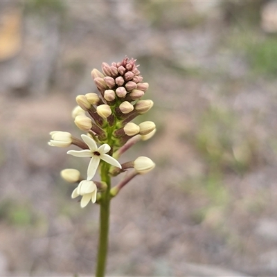 Stackhousia monogyna (Creamy Candles) at Fadden, ACT - 19 Sep 2025 by Mike
