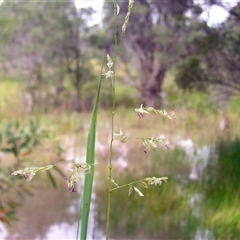 Ottochloa gracillima at Shannondale, NSW - 24 Apr 2025 by PEdwards