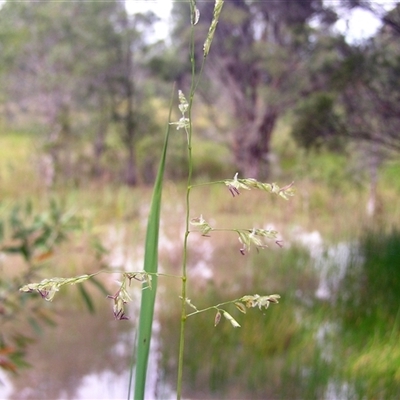 Ottochloa gracillima at Shannondale, NSW - 24 Apr 2025 by PEdwards
