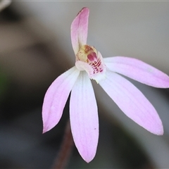 Caladenia fuscata (Dusky Fingers) at Beechworth, VIC - 19 Sep 2025 by KylieWaldon
