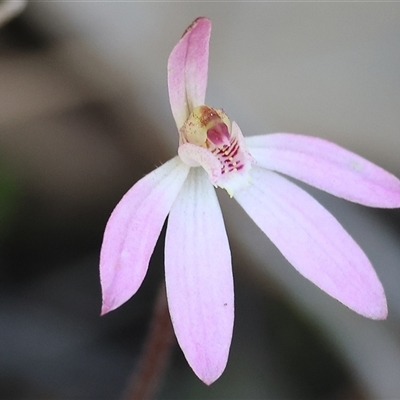 Caladenia fuscata (Dusky Fingers) at Beechworth, VIC - 19 Sep 2025 by KylieWaldon