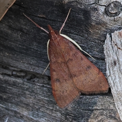 Uresiphita ornithopteralis (Tree Lucerne Moth) at Beechworth, VIC - 19 Sep 2025 by KylieWaldon