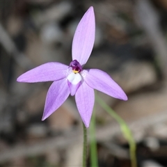 Glossodia major (Wax Lip Orchid) at Beechworth, VIC - 19 Sep 2025 by KylieWaldon