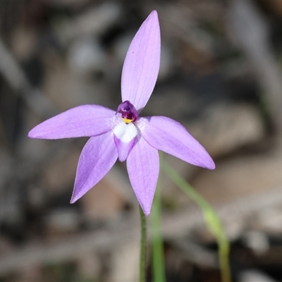 Glossodia major (Wax Lip Orchid) at Beechworth, VIC - 19 Sep 2025 by KylieWaldon