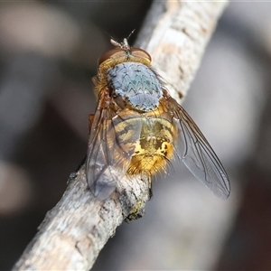 Calliphora stygia (Brown blowfly or Brown bomber) at Beechworth, VIC - 19 Sep 2025 by KylieWaldon