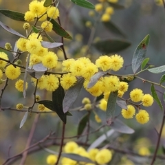 Acacia buxifolia subsp. buxifolia by KylieWaldon