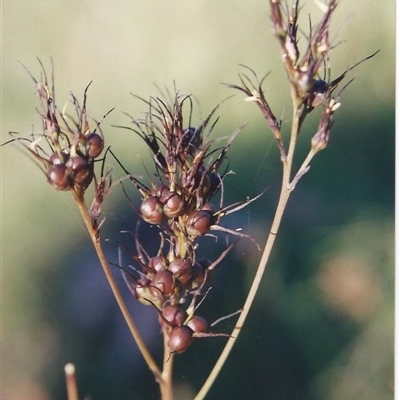 Haemodorum planifolium at Shannondale, NSW - 11 Dec 2004 by PEdwards