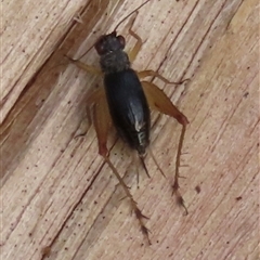 Trigonidium australiana (Leaf running cricket) by lbradley