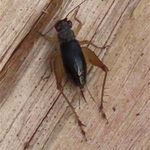 Trigonidium australiana (Leaf running cricket) by lbradley