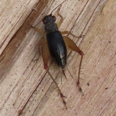 Trigonidium australiana (Leaf running cricket) at  - suppressed by lbradley
