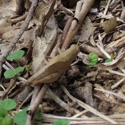 Rhitzala modesta (Short winged heath grasshopper) at  - suppressed by lbradley
