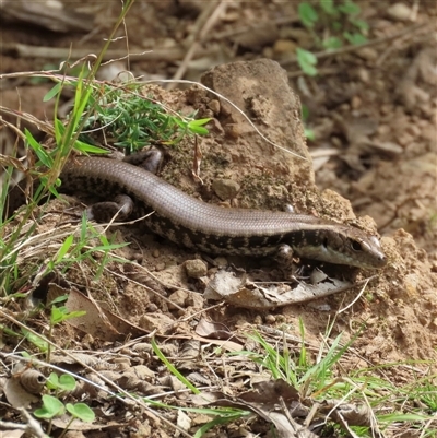 Eulamprus quoyii (Eastern Water Skink) at Kangaroo Valley, NSW - 19 Sep 2025 by lbradley